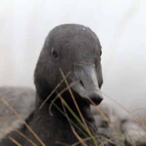 Black Brant Goose 