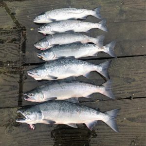 Silver Salmon lined up on dock after a day of fishing