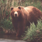 Brown Bear gazing across creek at fisherman