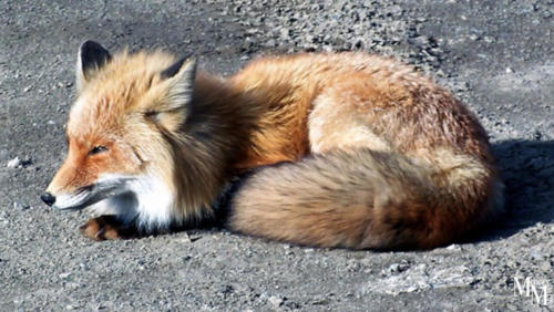 Arctic Fox curled up on the ground in Izembek Wildlife Refuge.